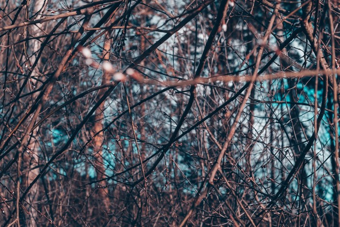 4K nature photography of a forest