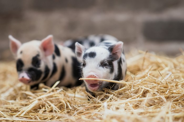 Two spotted baby pigs lying in straw