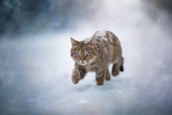 Wild cat with blue eyes walking in the snow