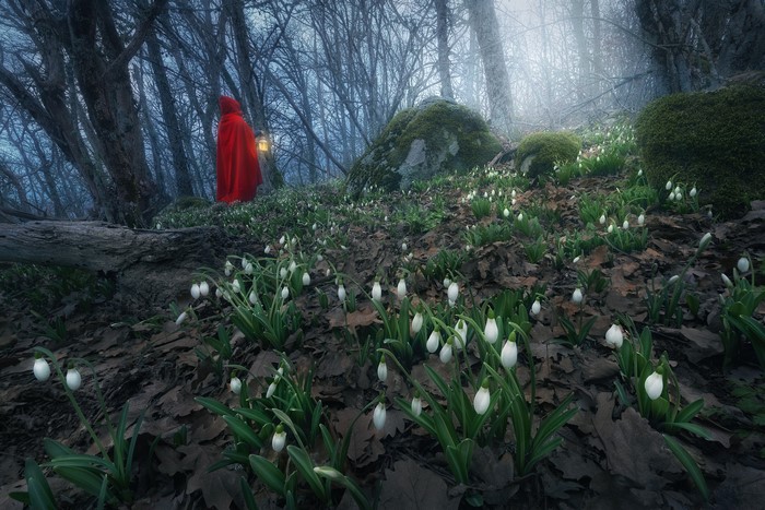 Person in red hood holding lantern in misty forest with snowdrops