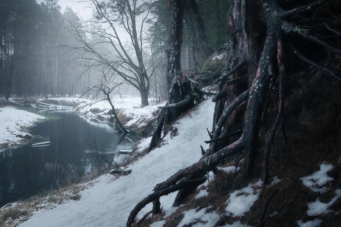 Winter forest with a stream and exposed tree roots