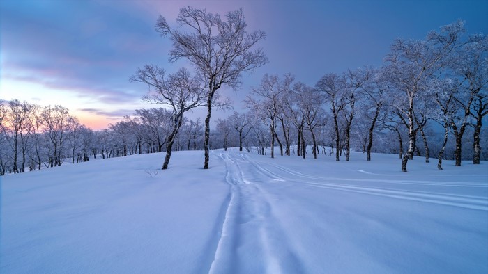 Winter forest with snow-covered trees and a path