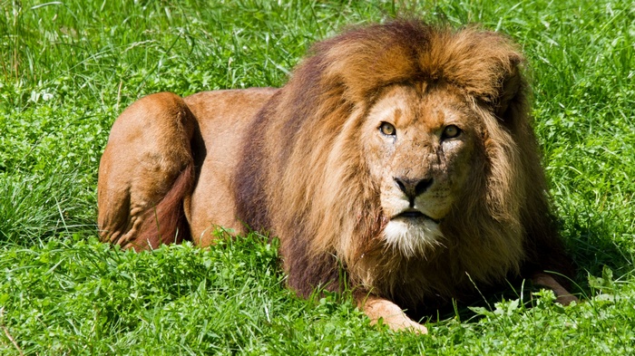 Lion lying in green grass