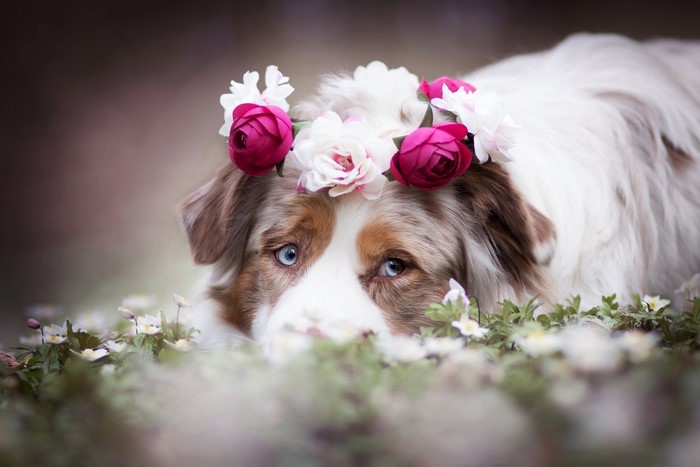 Dog with a flower crown in a field of flowers