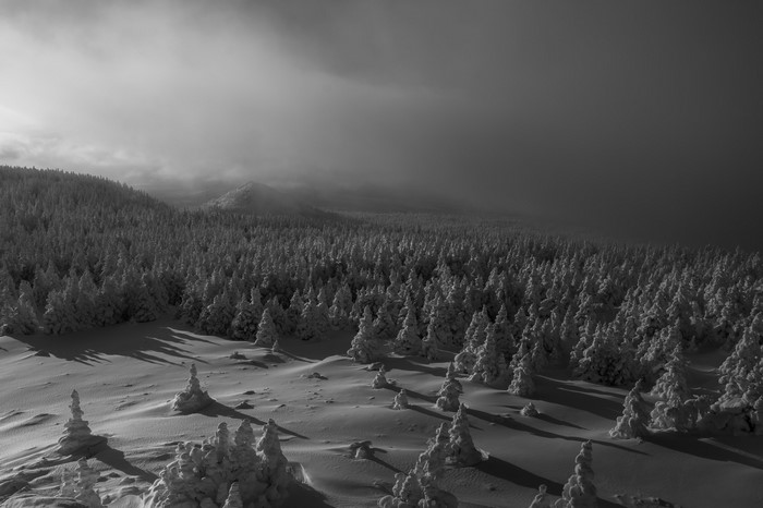 Snow-covered forest landscape with mist and mountains