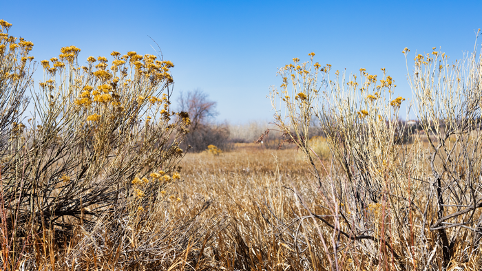 Dry Grassland and Yellow Flowers Under Blue Sky
