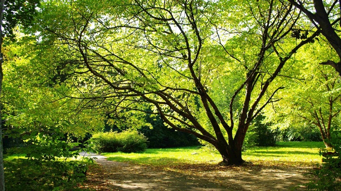 A sunlit park with large trees and a path