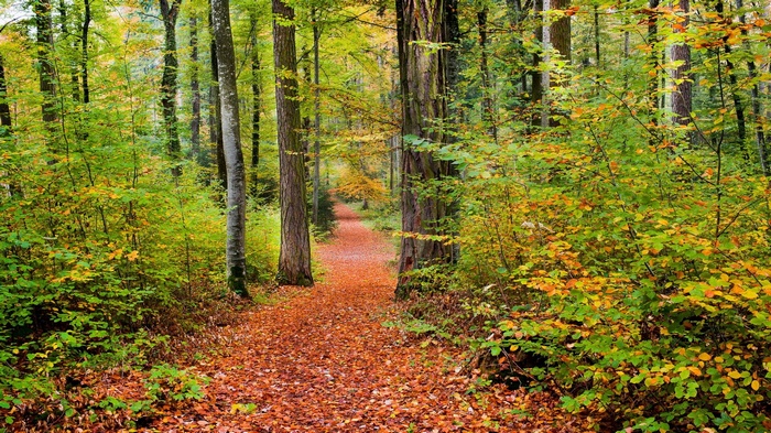 Autumn forest path with fallen leaves