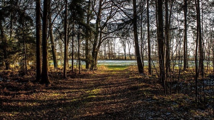 Path through a sunlit forest to a field