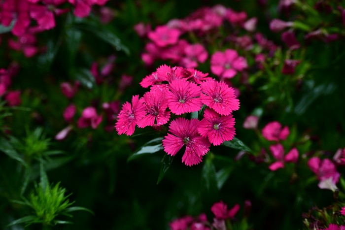 4K pink flowers in nature