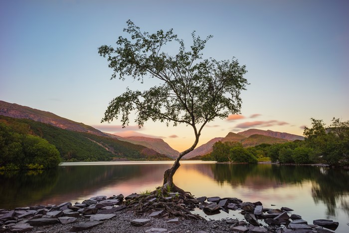 Tree reflecting in a lake at sunset with mountains
