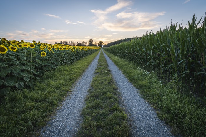Sunflowers and Cornfield Path at Sunset