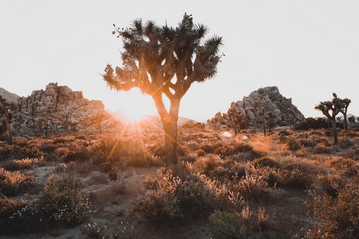 Joshua Tree Desert Landscape at Sunset