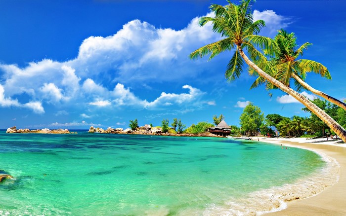 4K Tropical Island Beach with Palm Trees