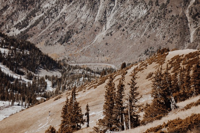 Mountain landscape with trees and a winding road