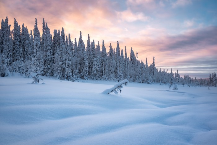 Snow-covered trees in a winter landscape at sunset