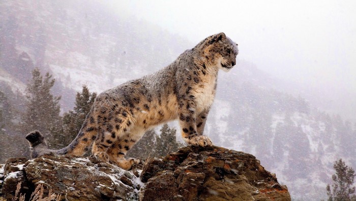 Snow leopard standing on a rock in the snow