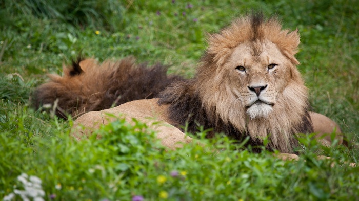 Lion lying in green grass