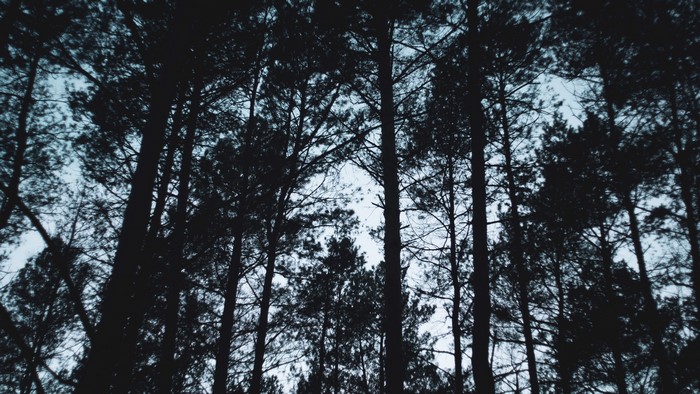 Silhouetted pine trees against a pale sky