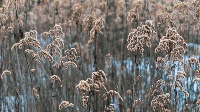 Dry plants in a natural outdoor setting