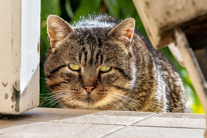 Tabby cat with green eyes looking forward