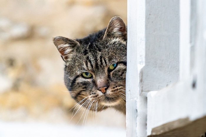A tabby cat peeks around a white railing
