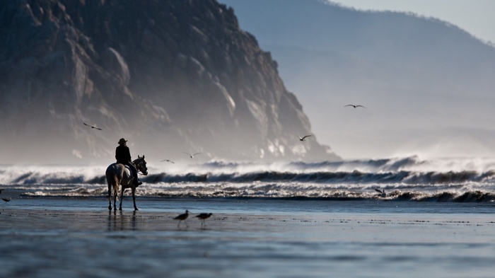Person riding a horse on a beach with seagulls and waves