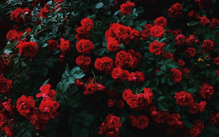 Red Roses and Green Leaves
