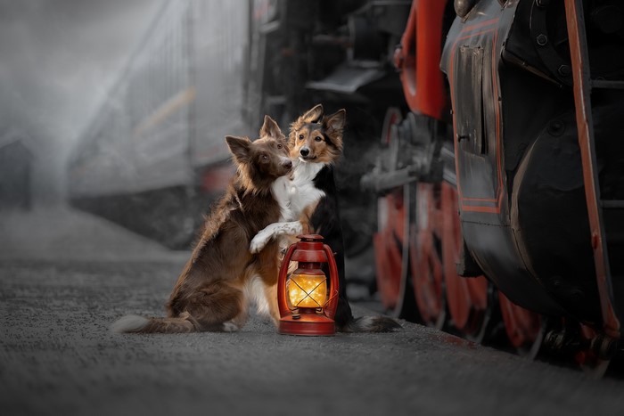 Two dogs with a lantern next to a train