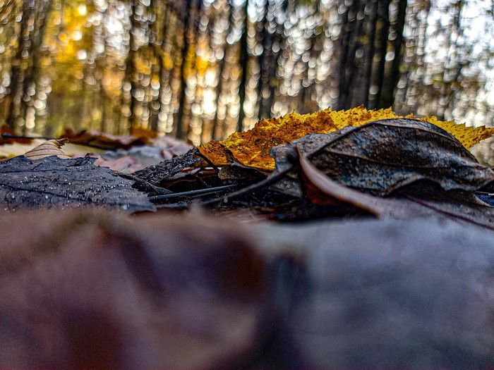 Worm's eye view of fallen autumn leaves on the forest floor