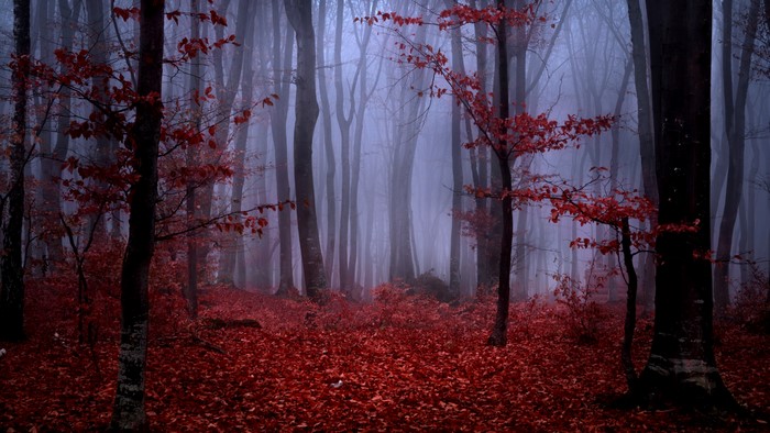 Forest with red leaves and mist