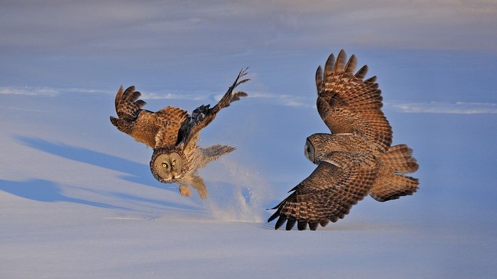 Two great grey owls fighting in the snow