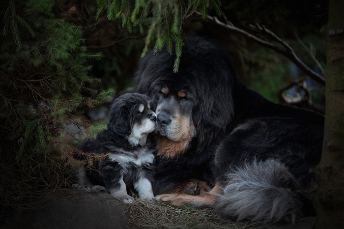 Tibetan Mastiff adult and puppy resting under trees