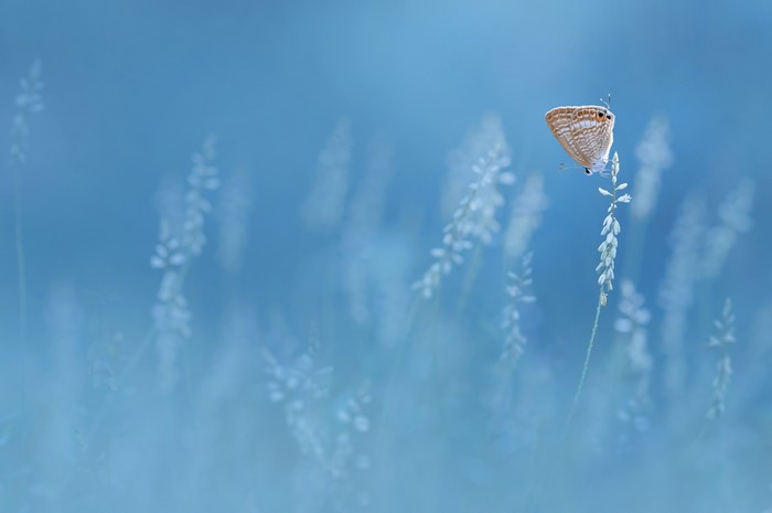 Butterfly on a plant with blue background