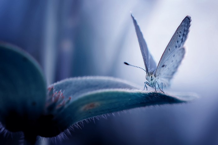 Close-up of a blue butterfly on a fuzzy leaf