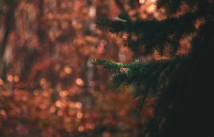 4K nature pine trees bokeh
