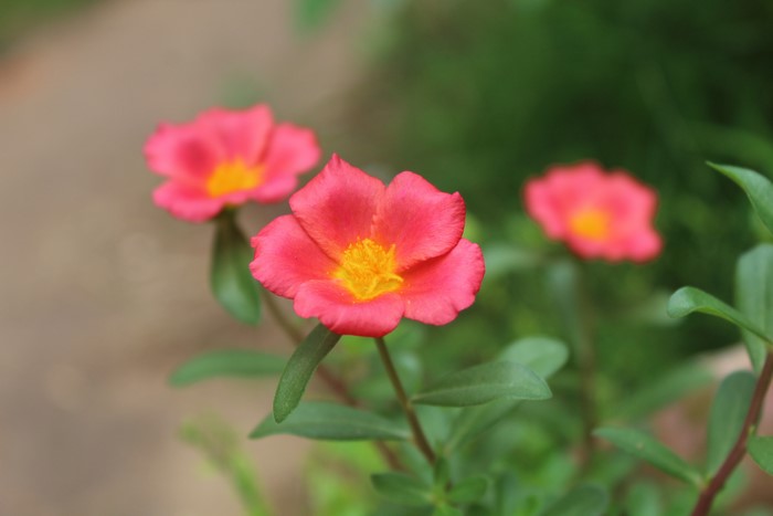 4K pink flowers in nature