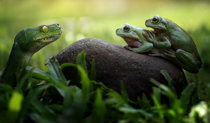 Green snake and two frogs on a rock