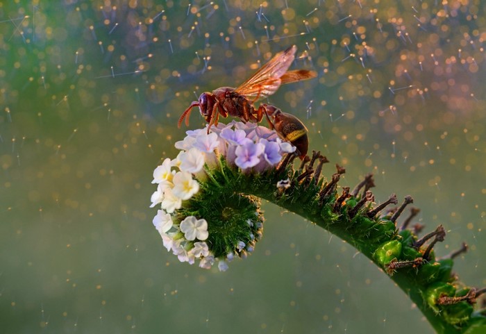 Wasp on a spiral flower with bokeh background