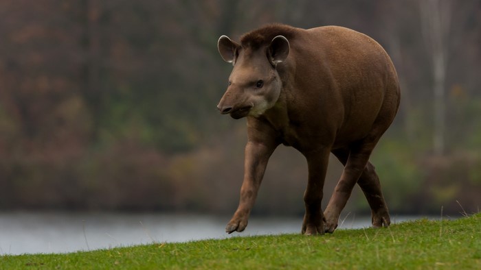 South American tapir walking on grass