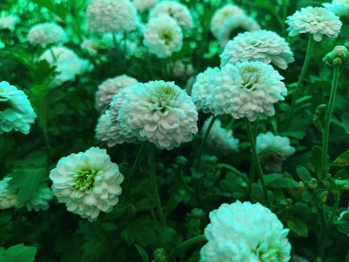 White Chrysanthemum Flowers in Bloom