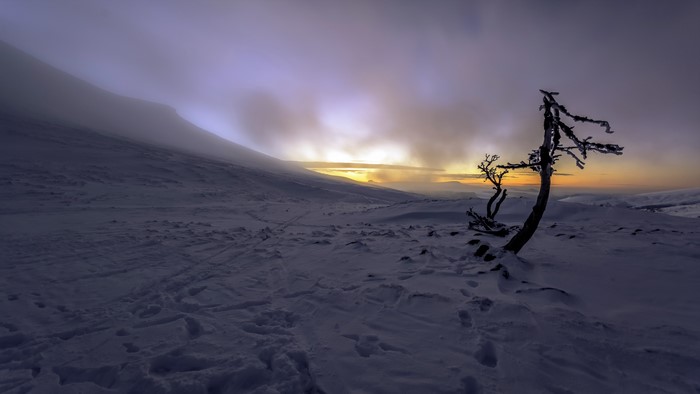 Winter landscape with a lone tree at sunset