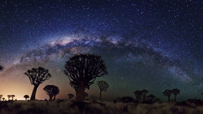 Milky Way over Quiver Trees at Night