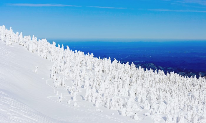 Snow covered trees on a mountain slope with blue sky