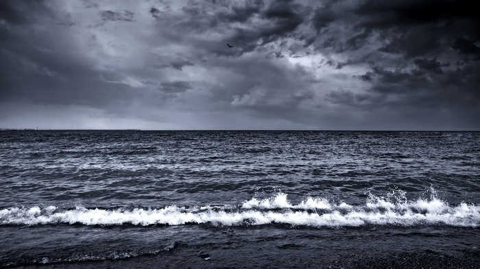 Stormy sea with waves and a bird