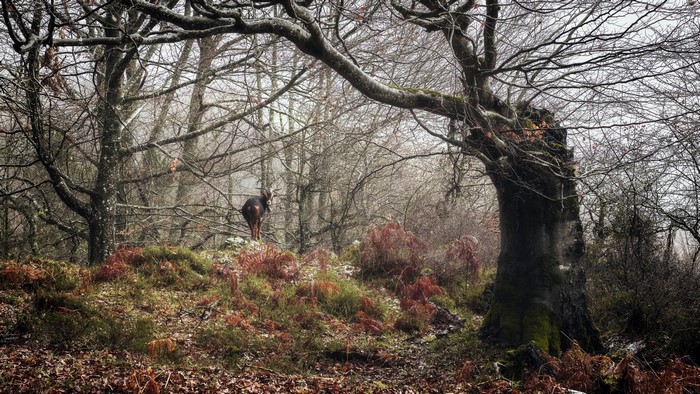 Deer in a misty forest during fall