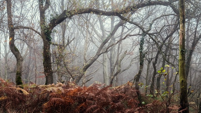 4K trees and plants in outdoors