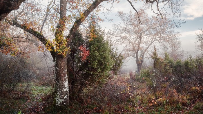 Misty forest with oak trees in fall