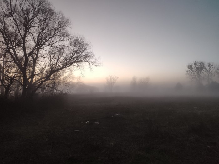 Misty field with bare trees at sunrise