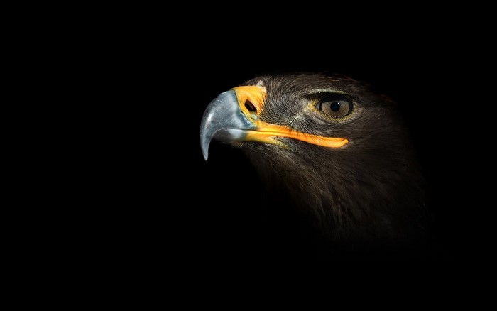Eagle's head on a black background